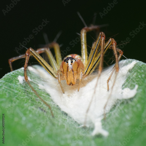 Striped lynx spider is making a nest in the leaves