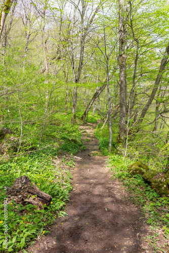 Spring walks in nature on a dirt road leading to the forest.
