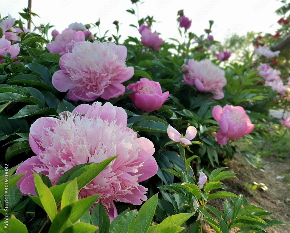 Obraz premium peony flowers