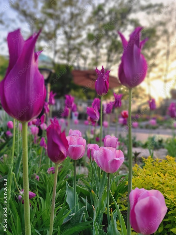 Obraz premium purple tulips