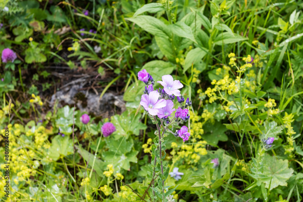 Walking through the subalpine meadows in the highlands during the flowering of plants and warm weather. Walking through the subalpine meadows in the highlands during the flowering of plants and warm weather.