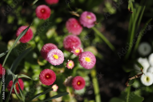 Kwitnące stokrotki różowe na tle zielonych łodyżek makro