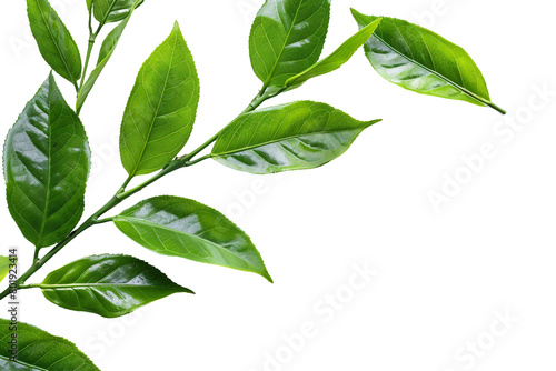 Tea Leaves On Transparent Background. photo