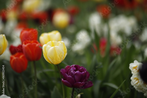 Kwitnące tulipany makro