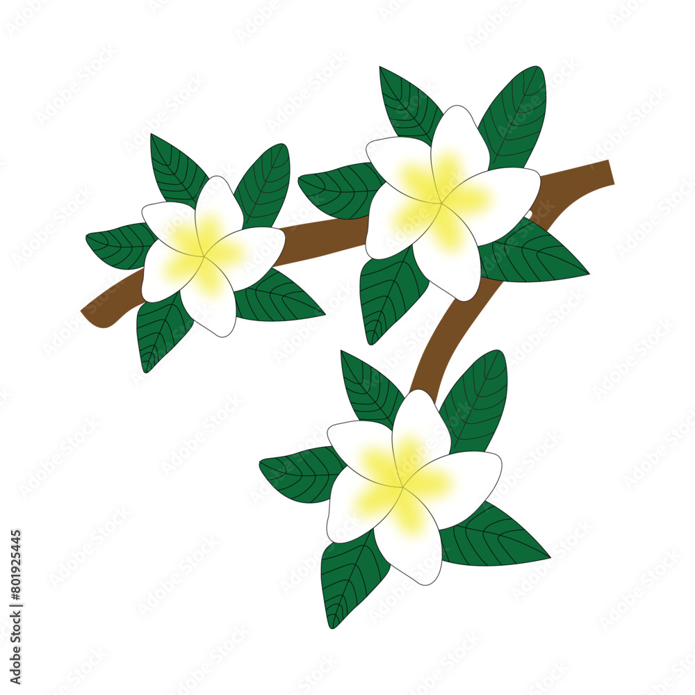 Obraz premium frangipani flower