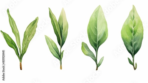 A set of four watercolor tea leaves