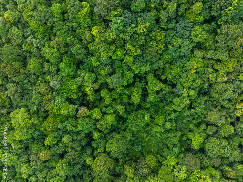 Tropical green tree mountain forest ecology system morning sunrise nature landcape Tropical green tree mountain forest ecology system morning sunrise nature landcape