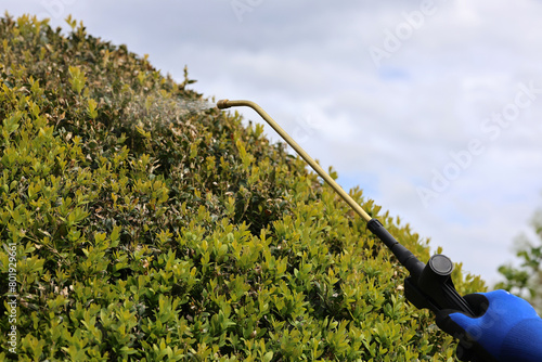 A gardener is spraying boxwood tree with insecticide against Cydalima perspectalis, the box tree moth is an invasive caterpillar of moth species pest that destroys  green boxwood (buxus sempervivens)