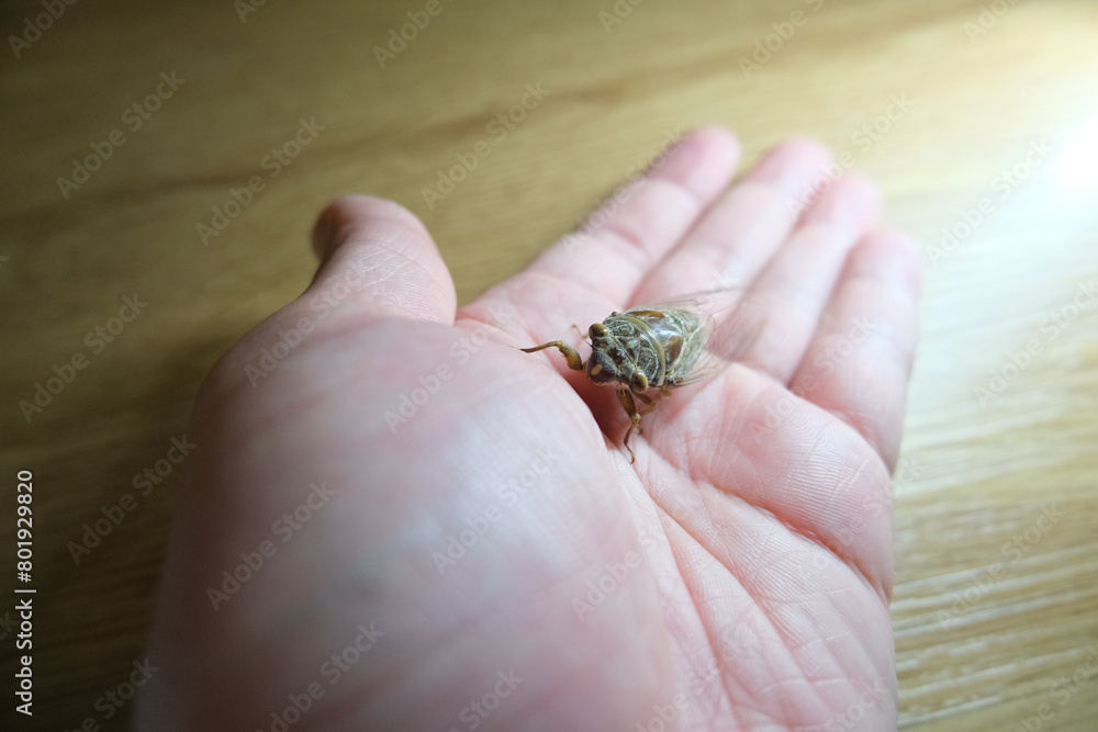 Obraz premium Cicada on hand