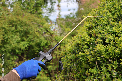 A gardener is spraying boxwood tree with insecticide against Cydalima perspectalis, the box tree moth is an invasive caterpillar of moth species pest that destroys  green boxwood (buxus sempervivens) photo