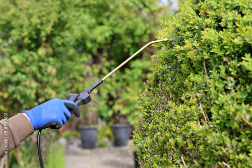 A gardener is spraying boxwood tree with insecticide against Cydalima perspectalis, the box tree moth is an invasive caterpillar of moth species pest that destroys  green boxwood (buxus sempervivens)