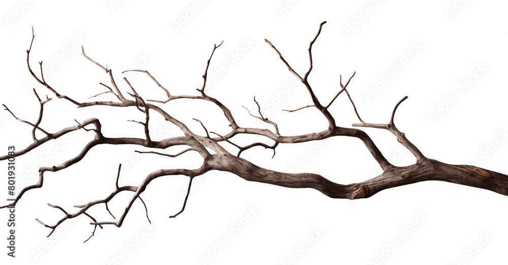 Tree branch, transparent background Tree branch, transparent background