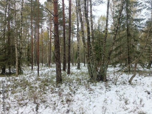 Rekyva forest during cloudy winter day. Some snow laying on ground. Some hanging on bushes. Pine and birch tree woodland. Blueberry bushes are growing in woods. Cloudy day. Nature. Rekyvos miskas.