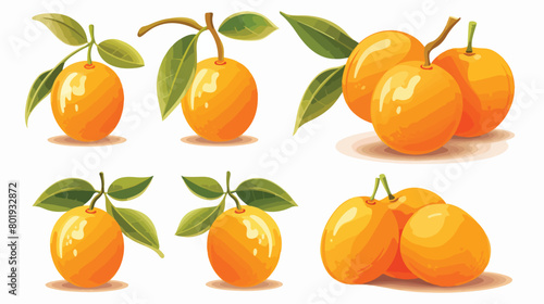 Tasty kumquat fruit on white background Vector illustration