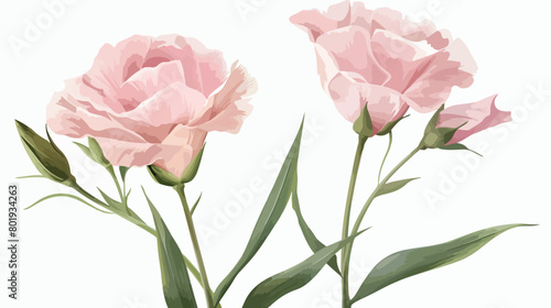 Beautiful pink eustoma flower on white background Vector