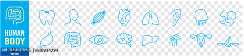 Human Body Line Editable stroke Icons set. Human internal organ. Medical Specialties. Icon collection vector. 