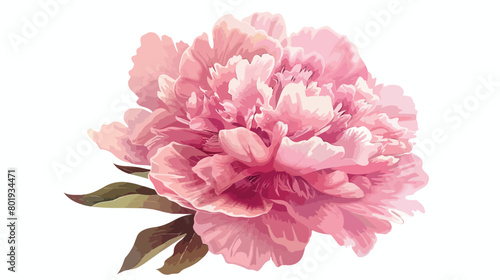 Beautiful pink peony flower isolated on white background