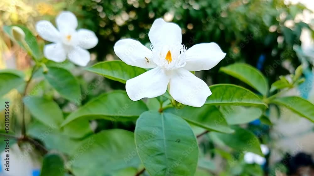jasmine flowers swayed in the wind and red ants crawled over the flowers