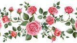 Beautiful rose flowers on white background Vector illustration