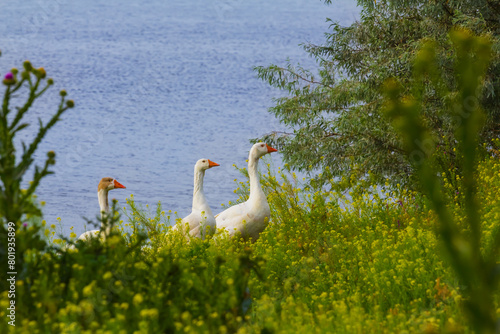 white goose herd graze on river coast photo