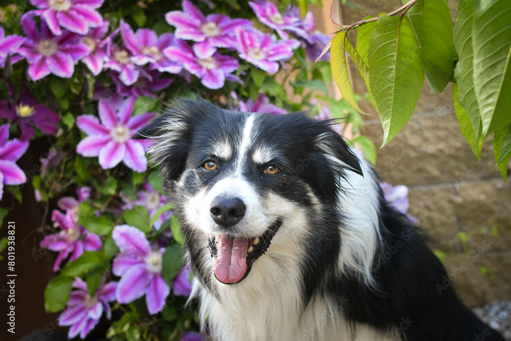 Smiling border collie in flowers. Adult border collie is in flowers in garden. He has so funny face.	
