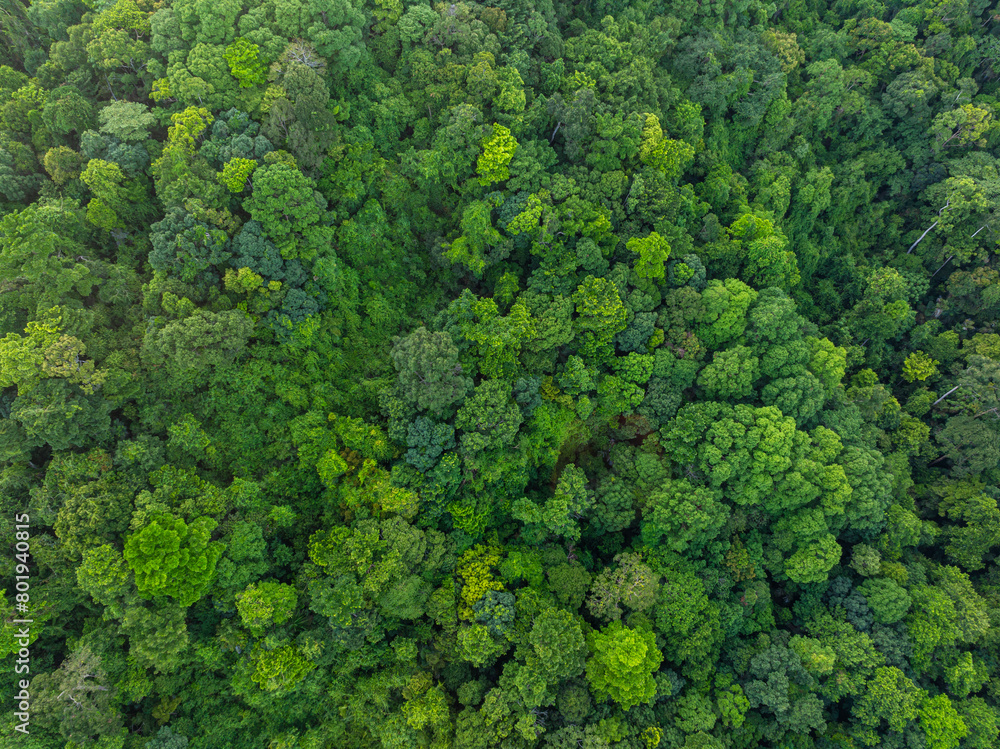 Tropical green tree mountain forest ecology system morning sunrise nature landcape Tropical green tree mountain forest ecology system morning sunrise nature landcape