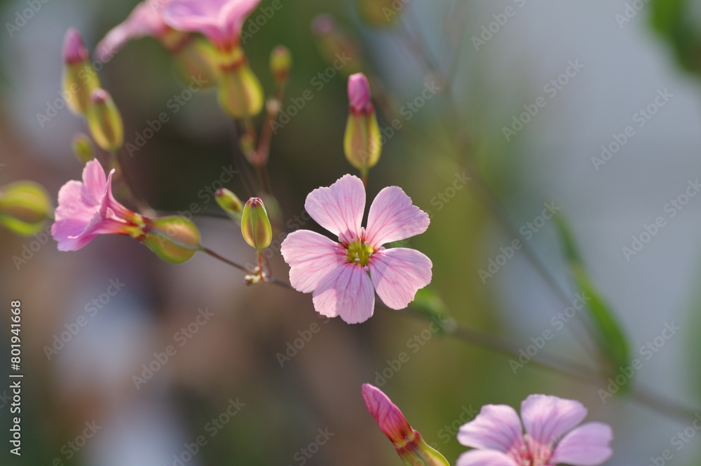 カスミソウの花