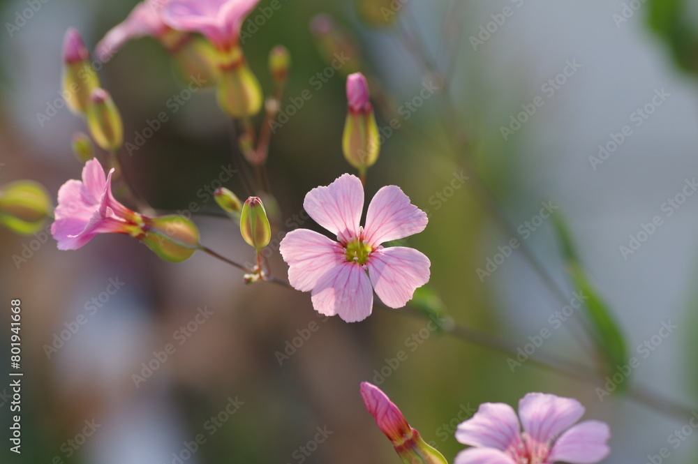 カスミソウの花 カスミソウの花