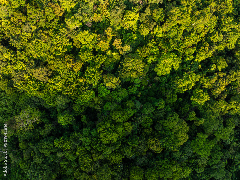 Naklejka premium Tropical green tree mountain forest ecology system morning sunrise nature landcape