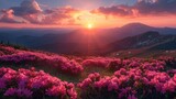 Sunset in the Carpathian Mountains, highlighted by vivid pink rhododendron flowers and panoramic mountain views.