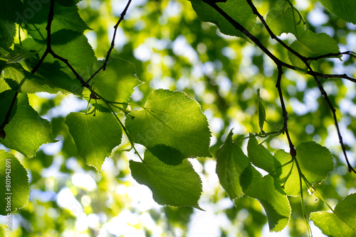 Green branches in the sun. Summer background from branches. Fresh natural look of trees.