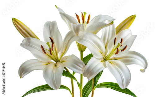 White lily flowers  cut out - stock png.