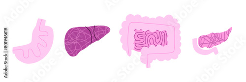 Set of human digestive organs with liver, pancreas, intestine and stomach. Vector illustration in flat style.