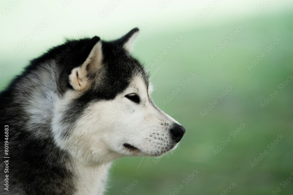 alaskan malamute dog BREED DETAIL OF HEAD WITH GREED BACKGROUND alaskan malamute dog BREED DETAIL OF HEAD WITH GREED BACKGROUND
