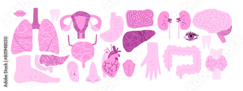 Set of human organs from kidney, liver, pancreas, thyroid gland, brain, lungs, head organs, digestive organs and others. Vector illustration in flat style.