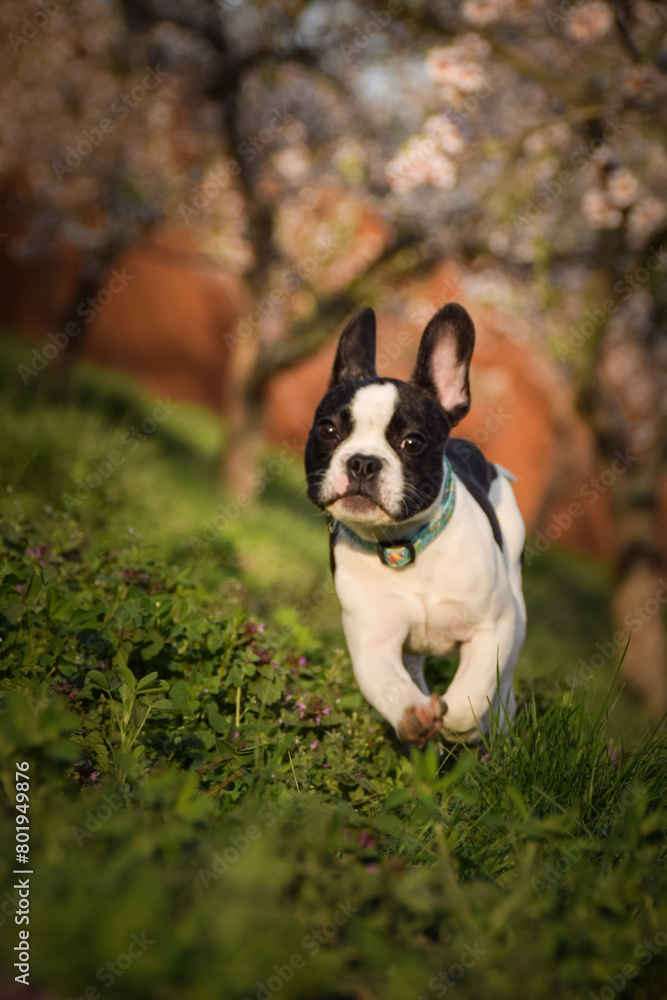 Spring photo of french bulldog, who is standing in nature. Flowering trees in the Prague.
Spring photo of french bulldog, who is standing in nature. Flowering trees in the Prague.