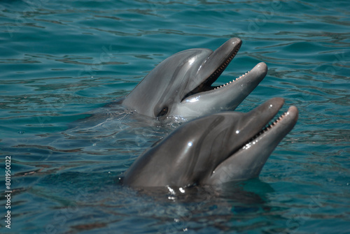 pair of dolphins