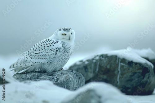 Snowy owls roam the Arctic, which appears devoid of snow.

 photo