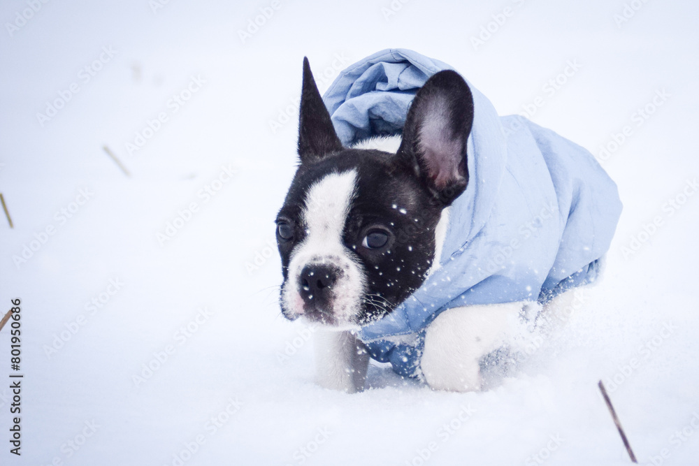 Small french bulldog is running in the snow. He has a coat Small french bulldog is running in the snow. He has a coat