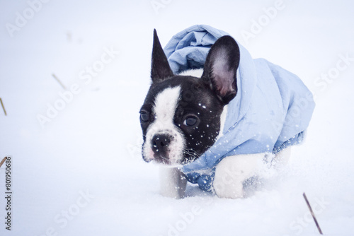 Small french bulldog is running in the snow. He has a coat © doda