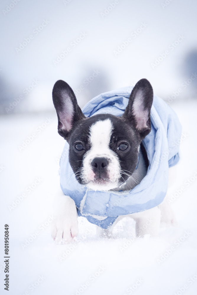 Small french bulldog is running in the snow. He has a coat