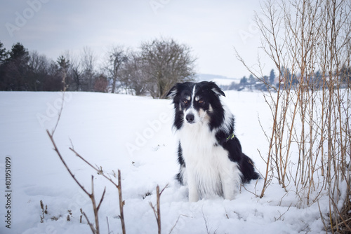 Tricolor border collie is sitting on the field in the snow. He is so fluffy dog.  