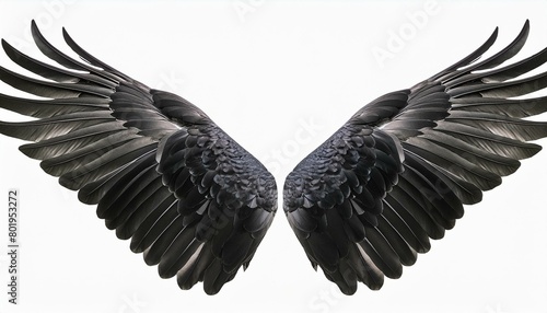 angel wings on black background, angel white wings isolated on background