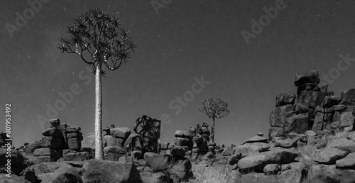 Quiver trees (Aloe Dichotoma) in the moonlight, Keetmanshoop, Namibia. A recognized Namibian landmark.
