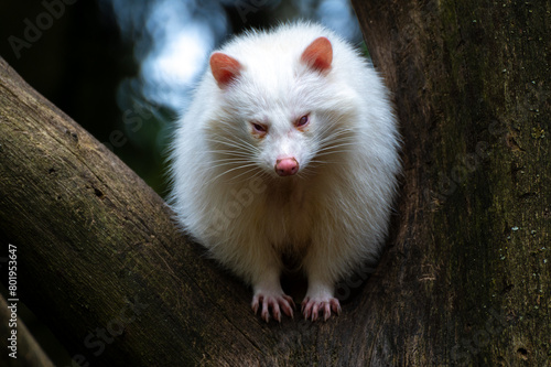 A white maggot dog (Nyctereutes procyonoides) sits on a tree photo