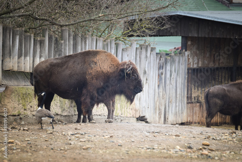 American bison standing in its enclosure at the zoo