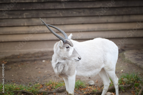 Scimitar Oryx is grazing in a zoo. Autumn day at the zoo   © doda