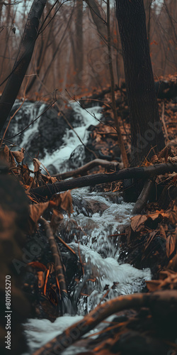 Rio serpenteante na floresta photo