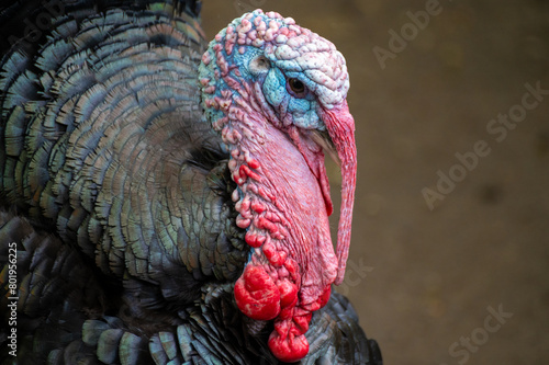 Portrait of a bronze turkey (Meleagris gallopavo)