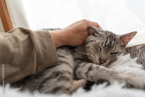 可愛い猫を撫でる　サバトラ猫